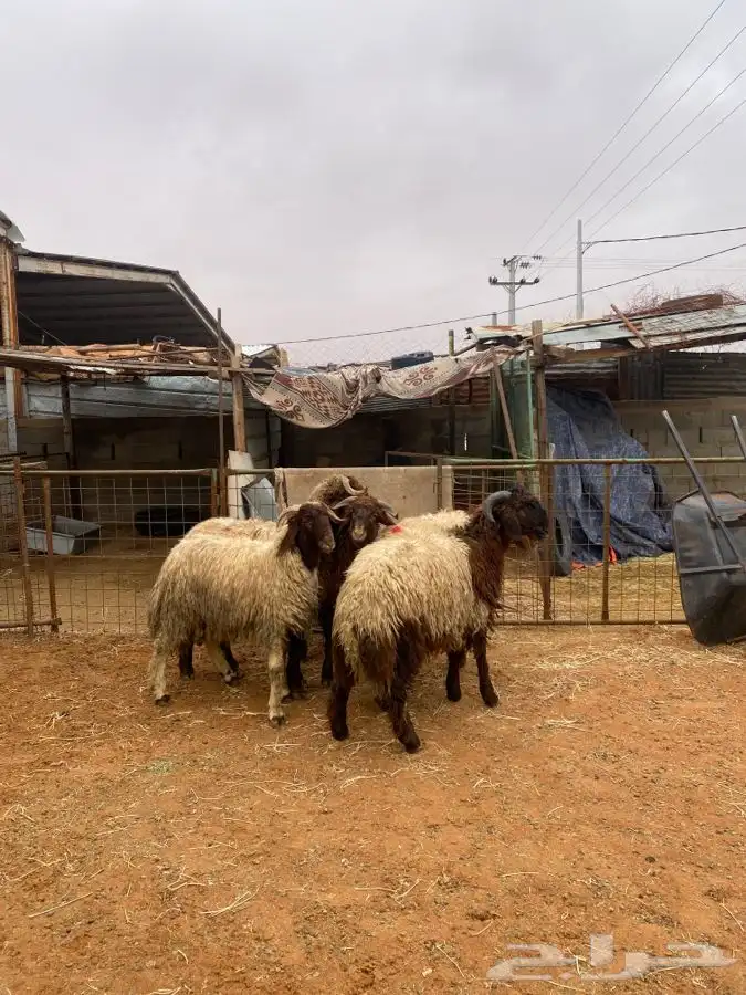 خرفان نعيم 1