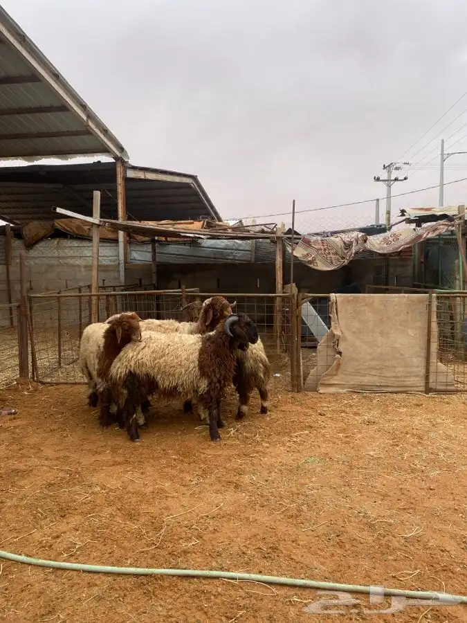 خرفان نعيم 0