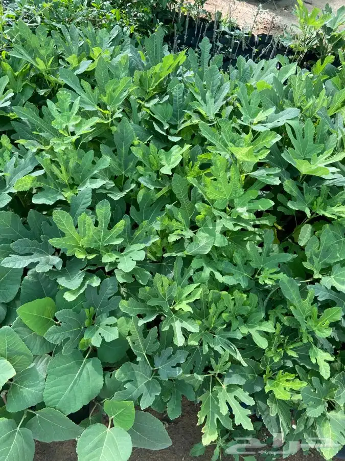 شتلات منتجه مشمش وخوخ بلدي وغيرها 4