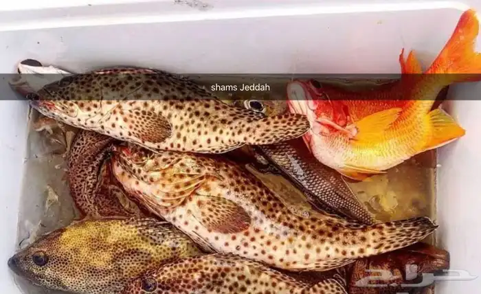 رحلات سباحة وتشميس مالديف جدة 25