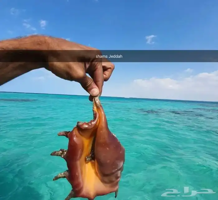 رحلات سباحة وتشميس مالديف جدة 31