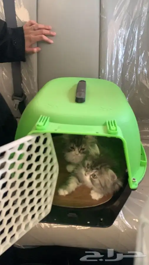 نقل شحن توصيل حيوانات بين المدن 2