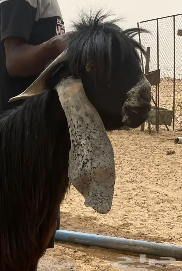 تيس فحل عارضي للبيع 0