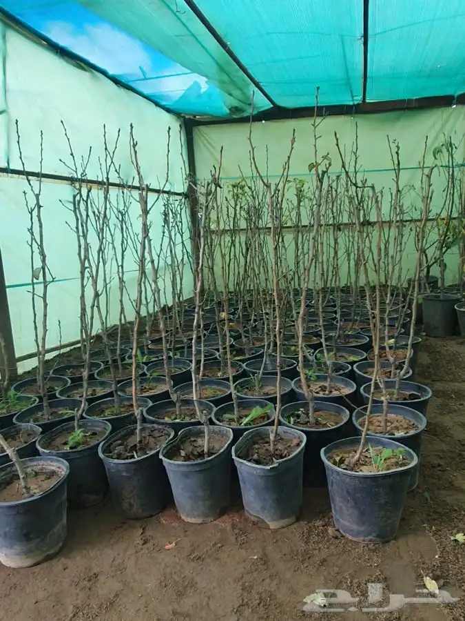 شتل ايطالي وزيتون 7