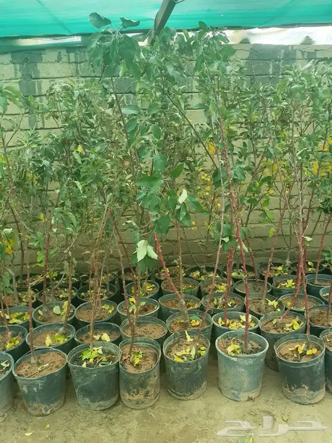 شتل ايطالي وزيتون 8