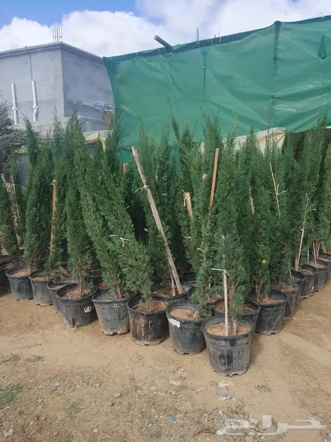 شتل ايطالي وزيتون 0