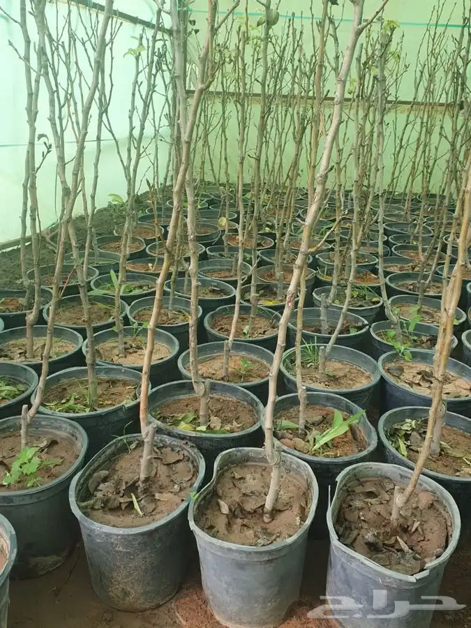 شتل ايطالي وزيتون 6