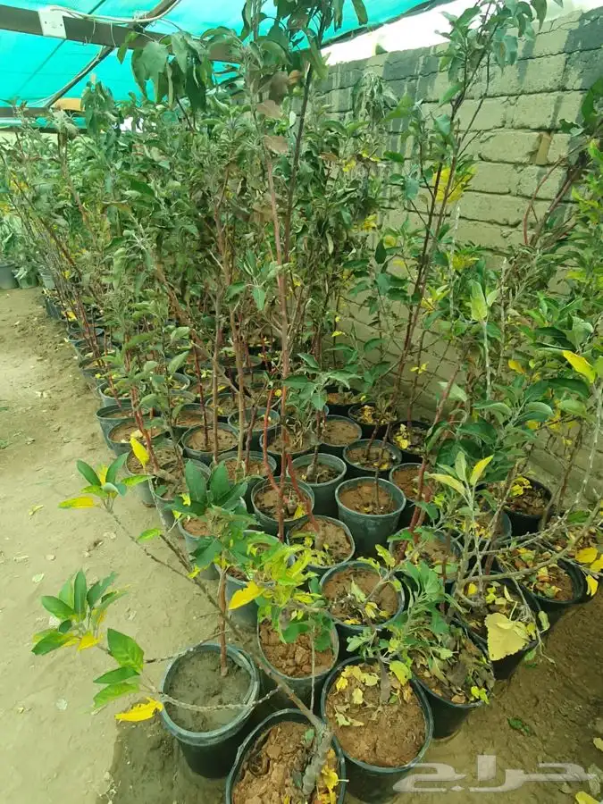 شتل ايطالي وزيتون 5