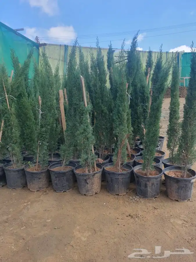 شتل ايطالي وزيتون 4