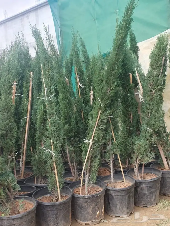 شتل ايطالي وزيتون 1