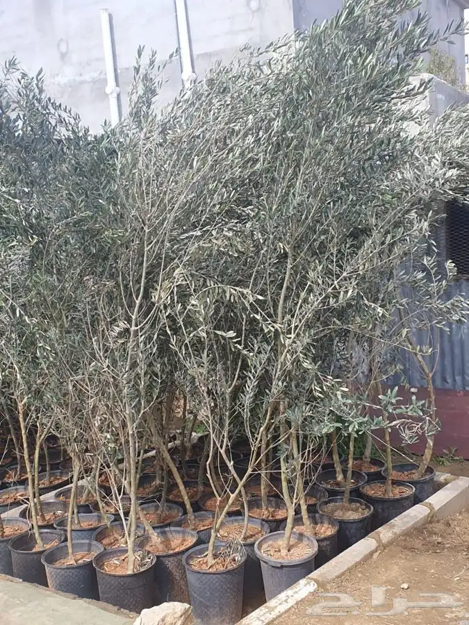 شتل ايطالي وزيتون 3