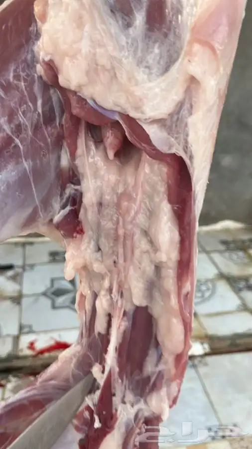 ذبايح مع السلخ والتوصيل والطبخ حنيذ بالمرخ 2