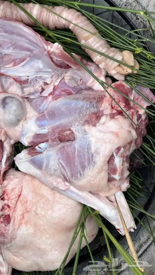 ذبايح مع السلخ والتوصيل والطبخ حنيذ بالمرخ 3