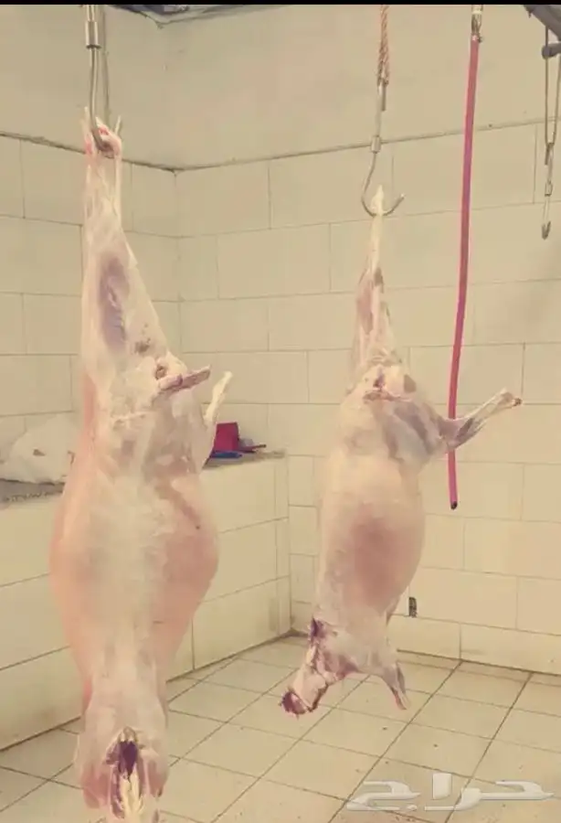 ذبايح مع السلخ والتوصيل والطبخ حنيذ بالمرخ 1