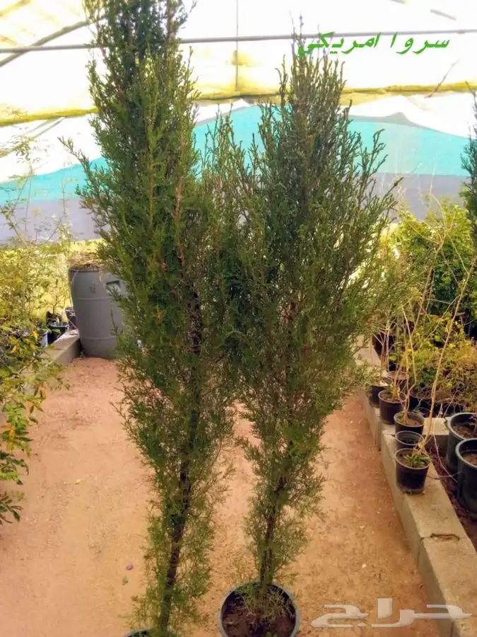شتلات بسعر الجملة 36