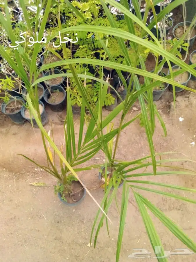 شتلات بسعر الجملة 29