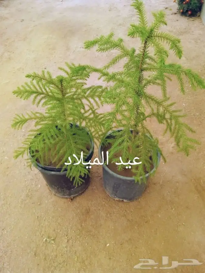 شتلات بسعر الجملة 15
