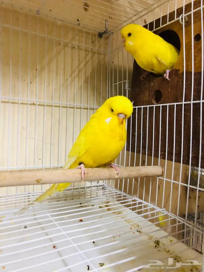 طيور حب بادجي انجليزي ومكس انجليزي دم قوي 0