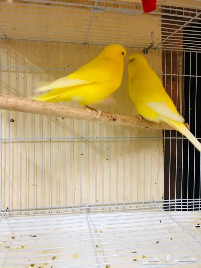 طيور حب بادجي انجليزي ومكس انجليزي دم قوي 1