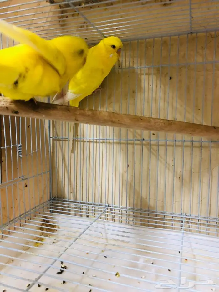 طيور حب بادجي انجليزي ومكس انجليزي دم قوي 2