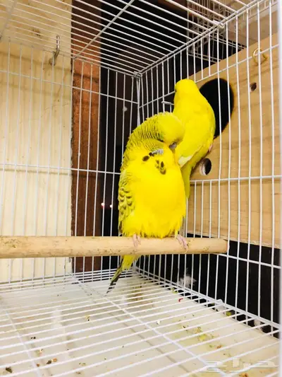 طيور حب بادجي انجليزي ومكس انجليزي دم قوي 4