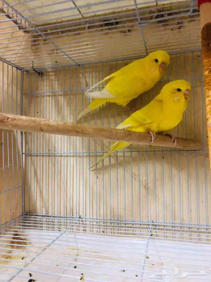 طيور حب بادجي انجليزي ومكس انجليزي دم قوي 5