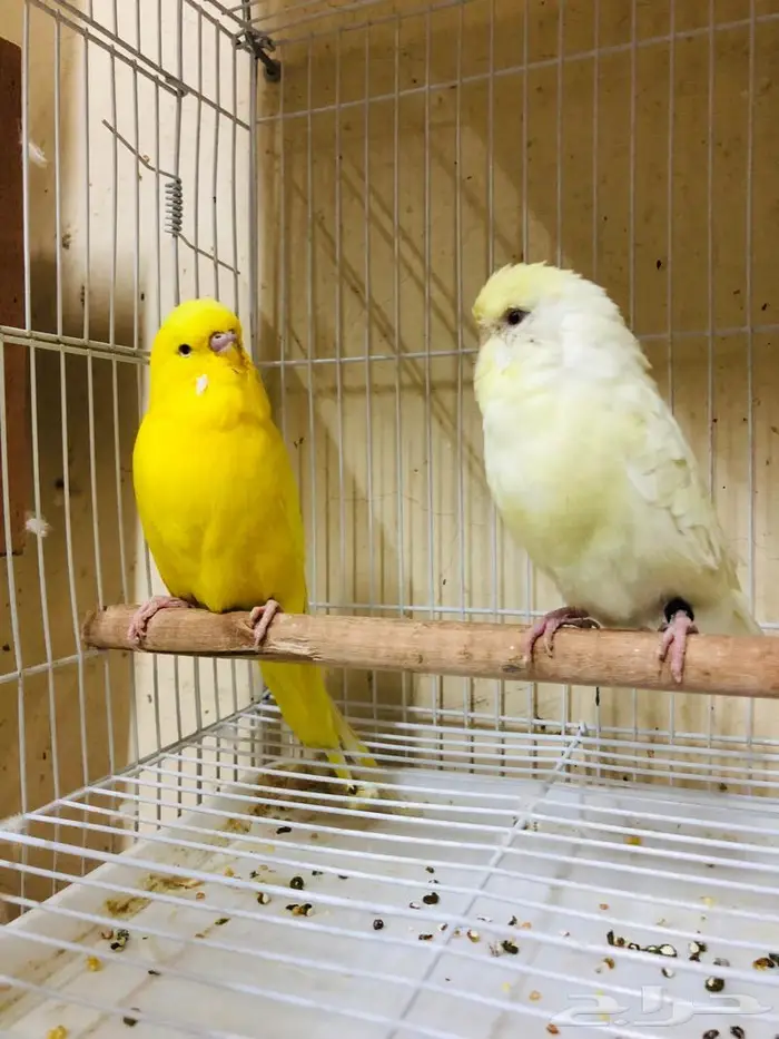 طيور حب بادجي انجليزي ومكس انجليزي دم قوي 6