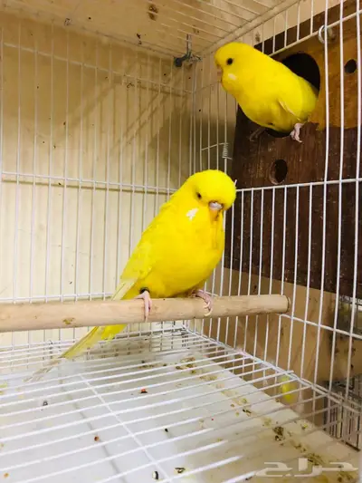 طيور حب بادجي انجليزي ومكس انجليزي دم قوي 9