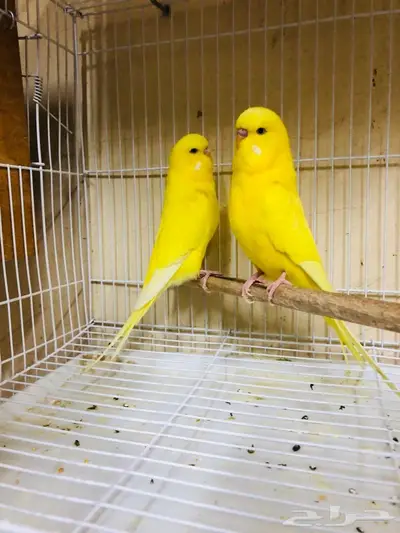 طيور حب بادجي انجليزي ومكس انجليزي دم قوي 10