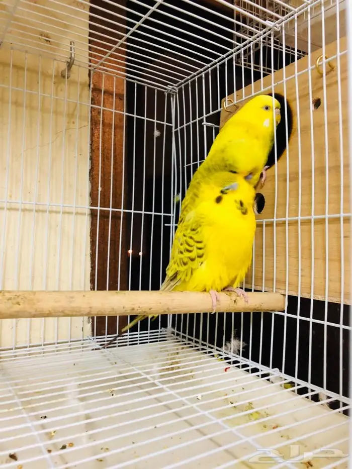 طيور حب بادجي انجليزي ومكس انجليزي دم قوي 7