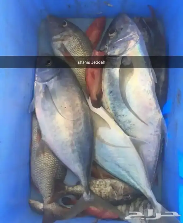 رحلات بحرية ( صيد . سباحة . نزهة ) 4