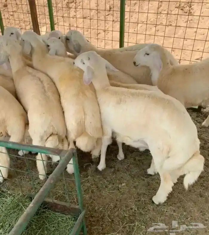 طبخ حنيذ بالمرخ وسليق طائفي وعربي 2