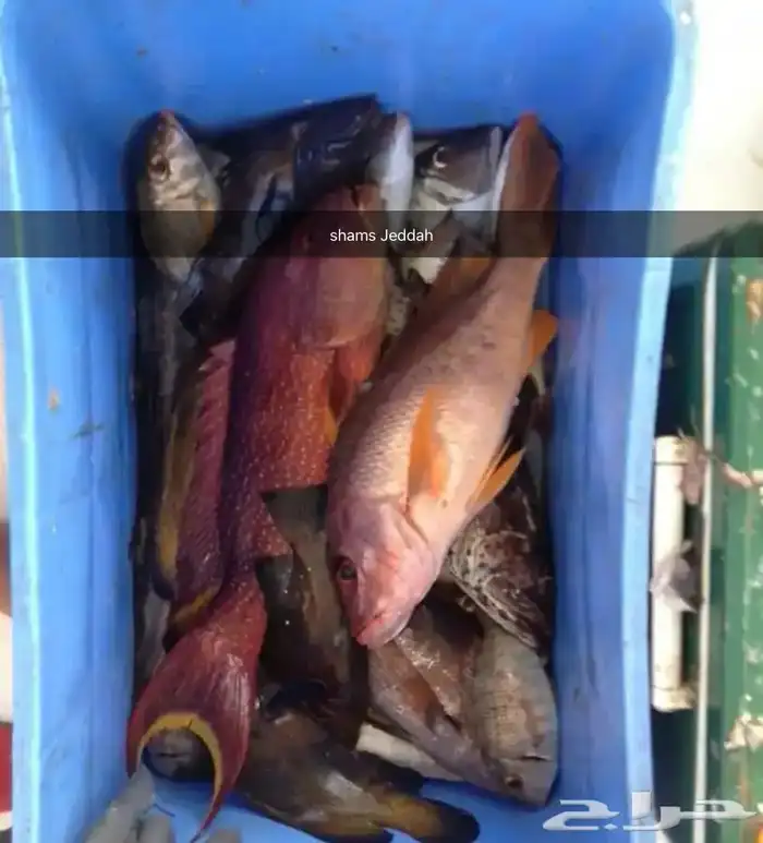 رحلات بحرية ( صيد . سباحة . نزهة ) 5