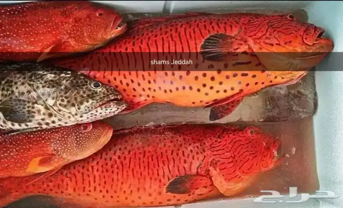 رحلات بحرية ( صيد . سباحة . نزهة ) 0