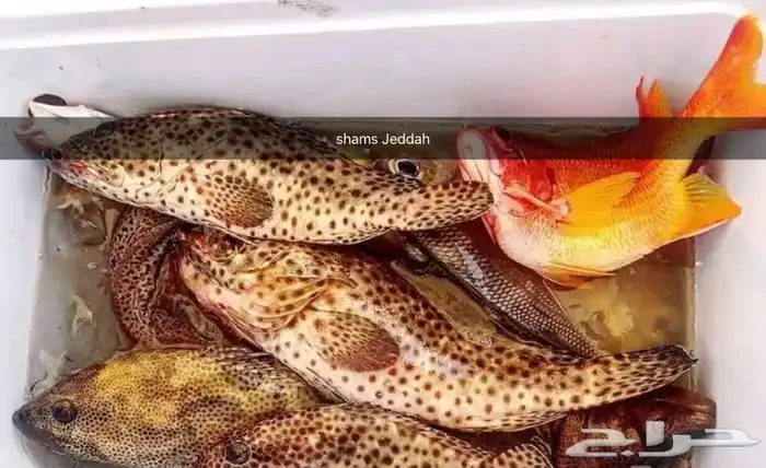 رحلات بحرية ( صيد . سباحة . نزهة ) 1