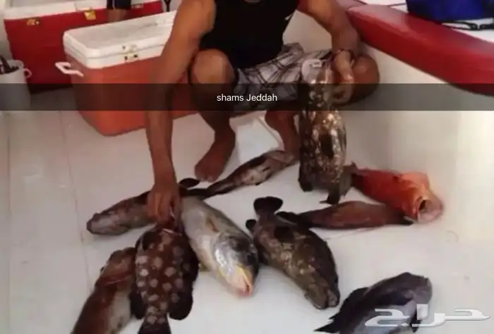 رحلات بحرية ( صيد . سباحة . نزهة ) 8