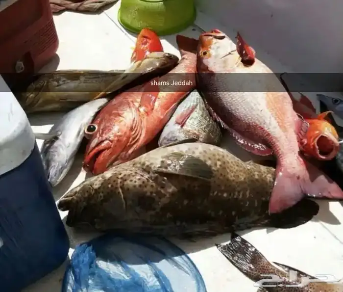 رحلات بحرية ( صيد . سباحة . نزهة ) 6