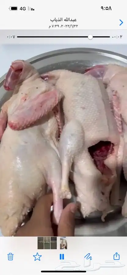 للبيع بط بكيني 1