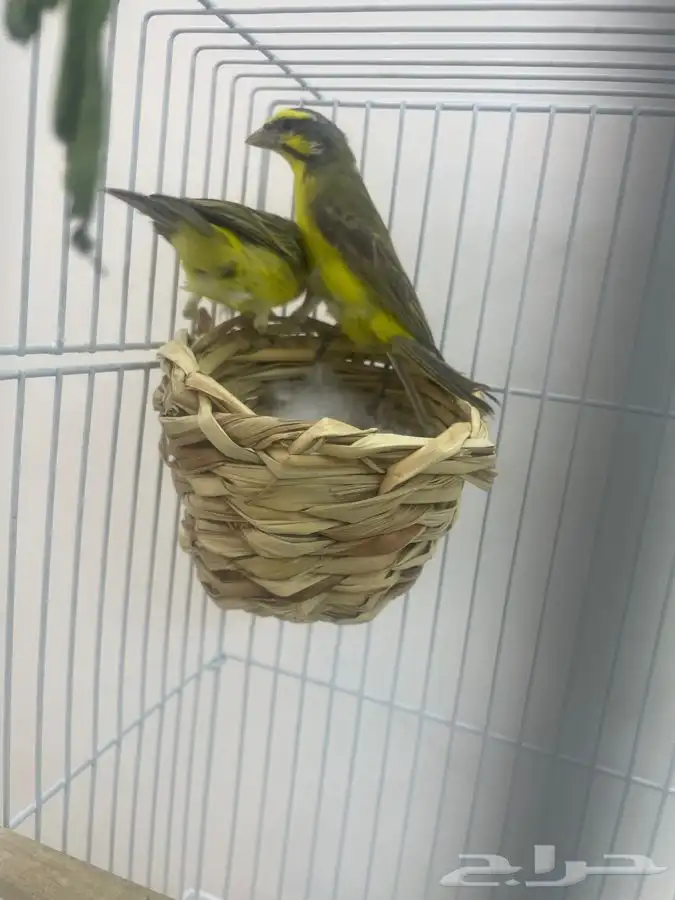 ياسمين موزنبيق تم البيع 0