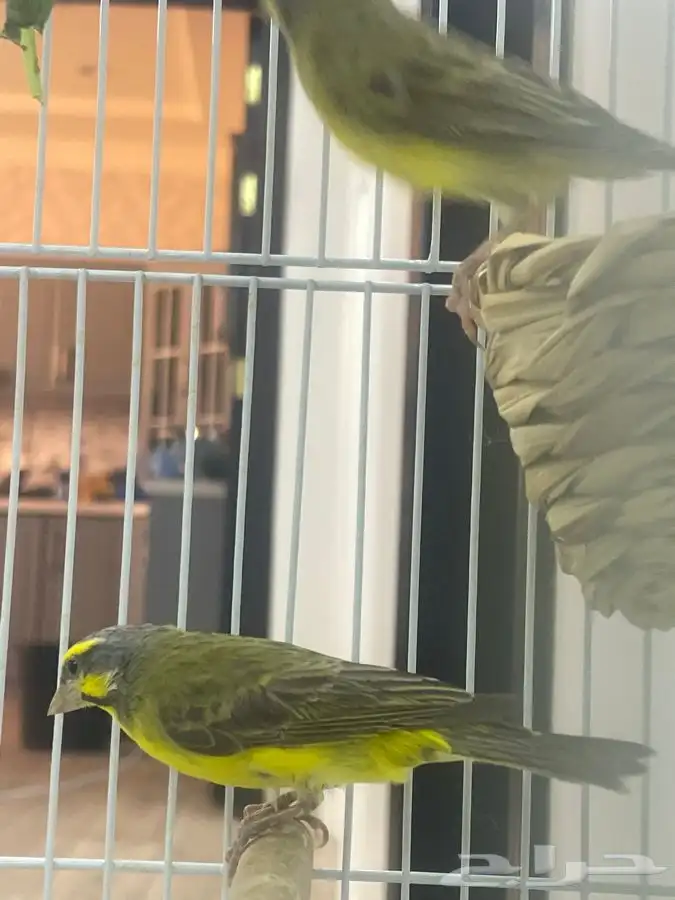 ياسمين موزنبيق تم البيع 1