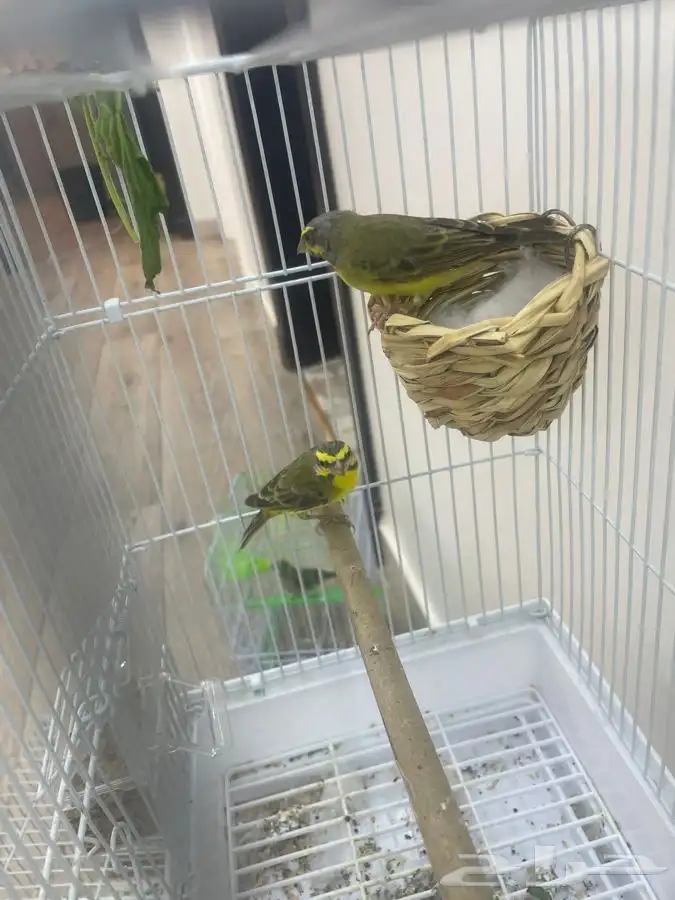 ياسمين موزنبيق تم البيع 2