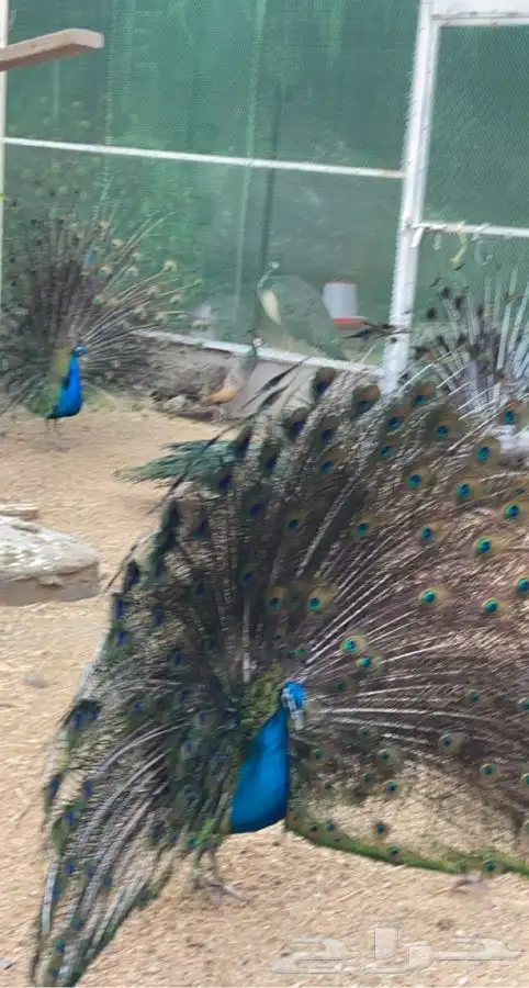 طاووس. طواويس 2