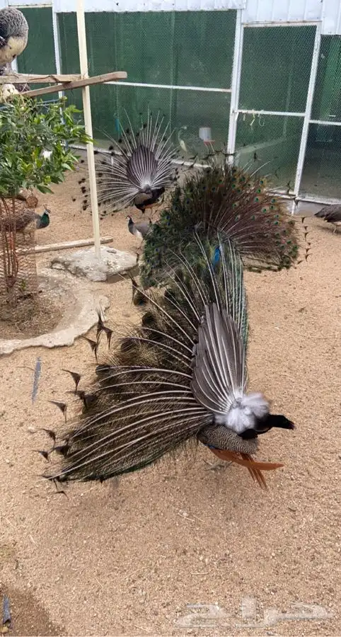 طاووس. طواويس 4