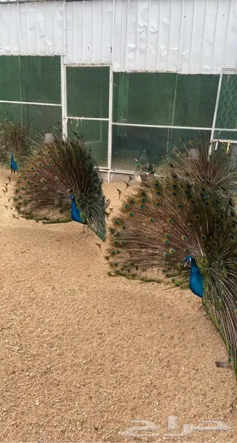 طاووس. طواويس 8