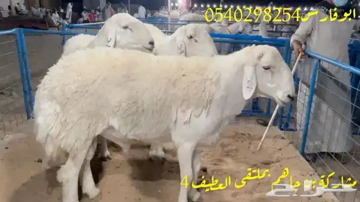 مركز بن جاهم لبيع الفحول الحرية الصنف الفواخر والحلال الصنف 6