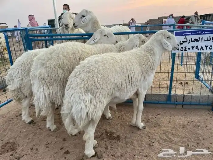 مركز بن جاهم لبيع الفحول الحرية الصنف الفواخر والحلال الصنف 5