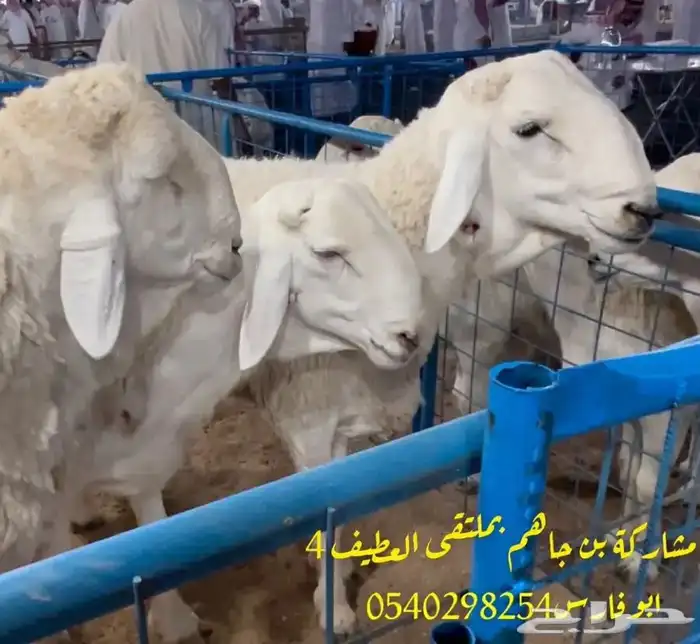 مركز بن جاهم لبيع الفحول الحرية الصنف الفواخر والحلال الصنف 2