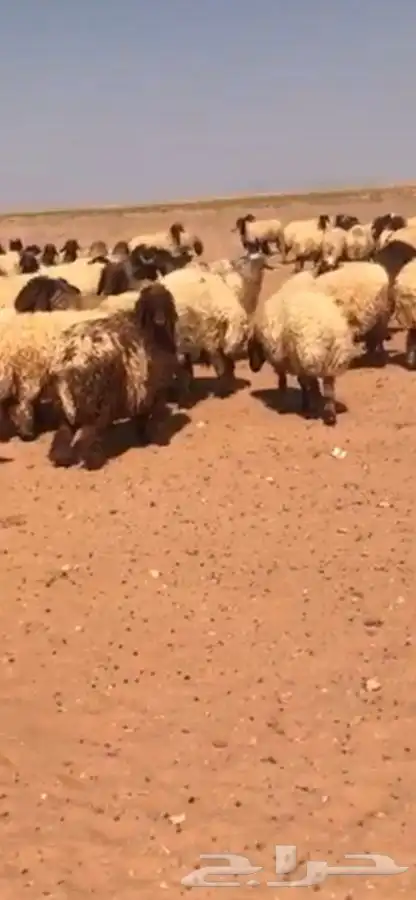 مطلوب غنم نعيم مراح 0
