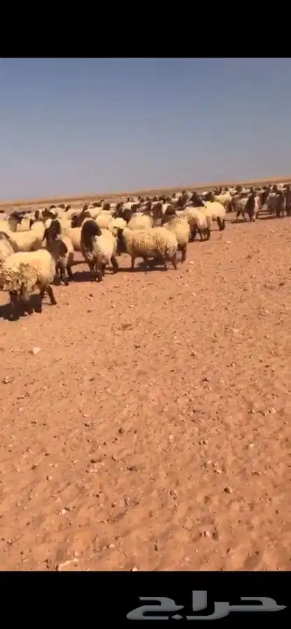 مطلوب غنم نعيم مراح 1
