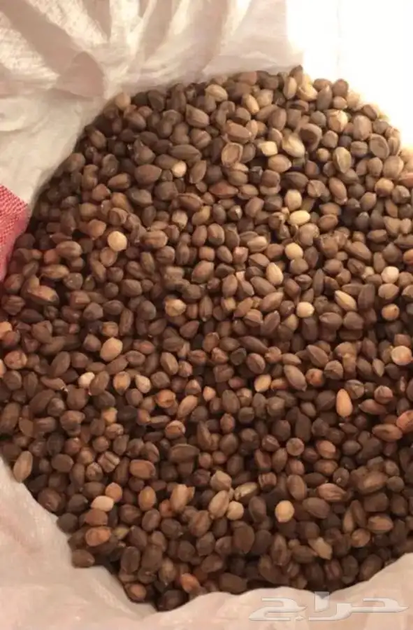 بذور المورينجا ( البان العربي ) نوفر بكميات كبيره 1